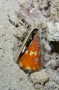 Conus vexillum-Praslin Anse petite cour-9m-20190611nuit-Denis-ADER-DSC_9335_tn